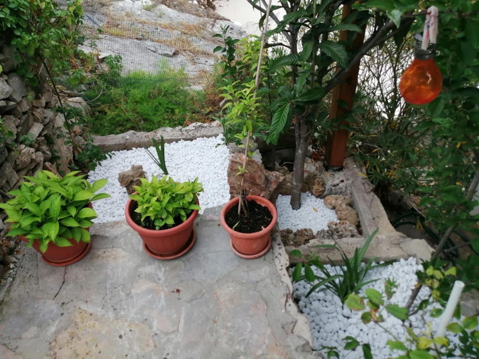 Apartamento Mala Basina -maslina *